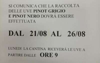 RACCOLTA PINOT GRIGIO E PINOT NERO